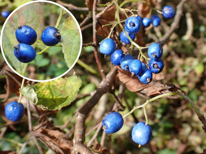 photo16サワフタギ