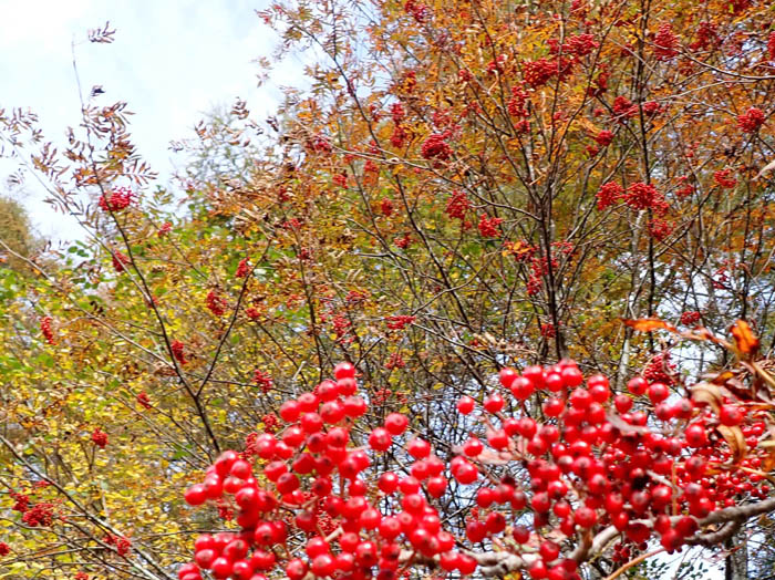 photoナナカマド