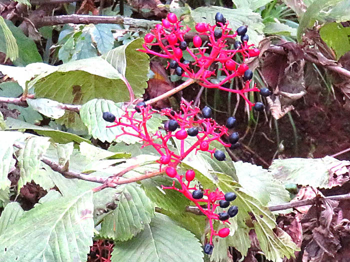 photoマルバゴマギ