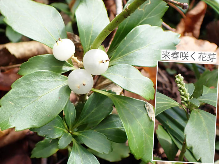 photoフッキソウ