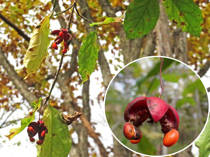 photoツリバナ