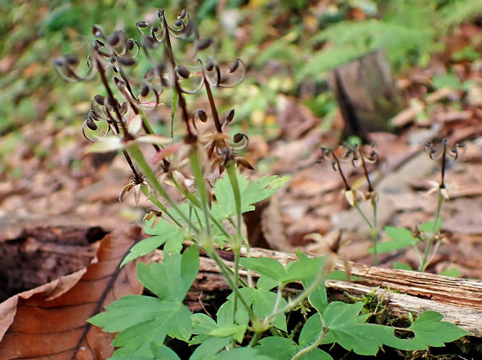 photoゲンノショウコ