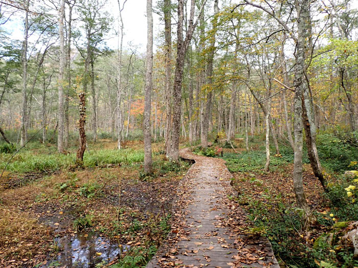photo6落ち葉が積もった木道