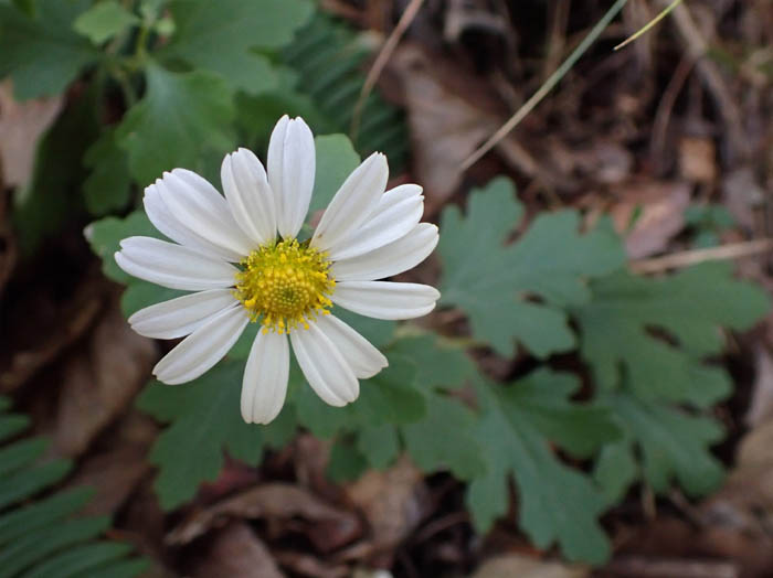 photo1リュウノウギク