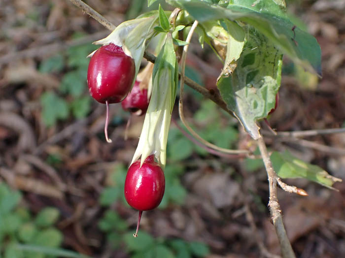 photo10ツルリンドウの実