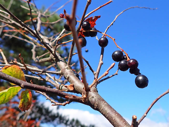 photo12ナツハゼ実