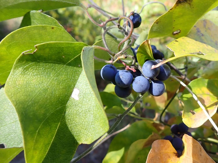 photoアオツヅラフジ