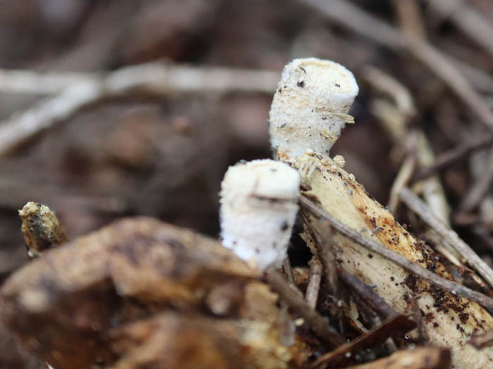 photoコチャダイゴケ