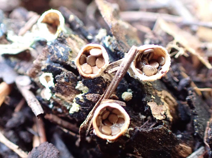 photoコチャダイゴケ