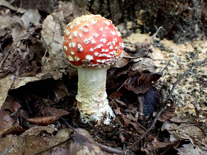 photoベニテングタケ