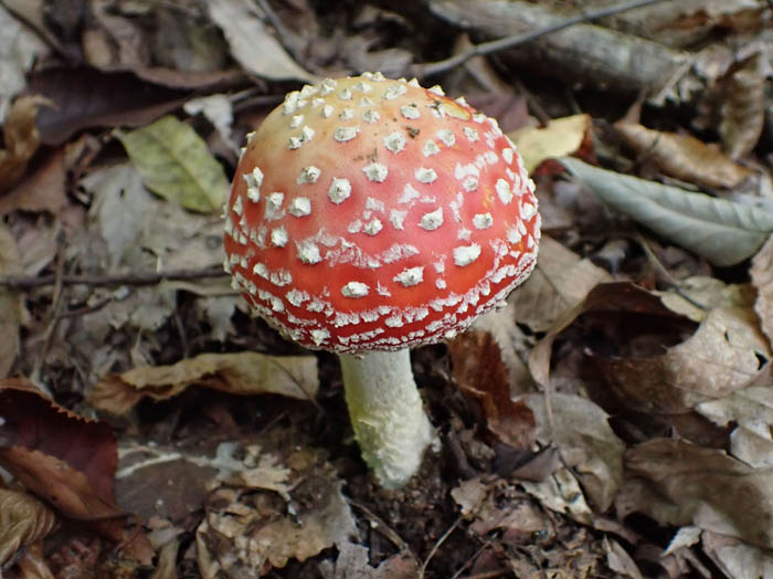 photoベニテングタケ