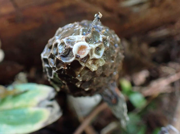 photoスッポンタケ