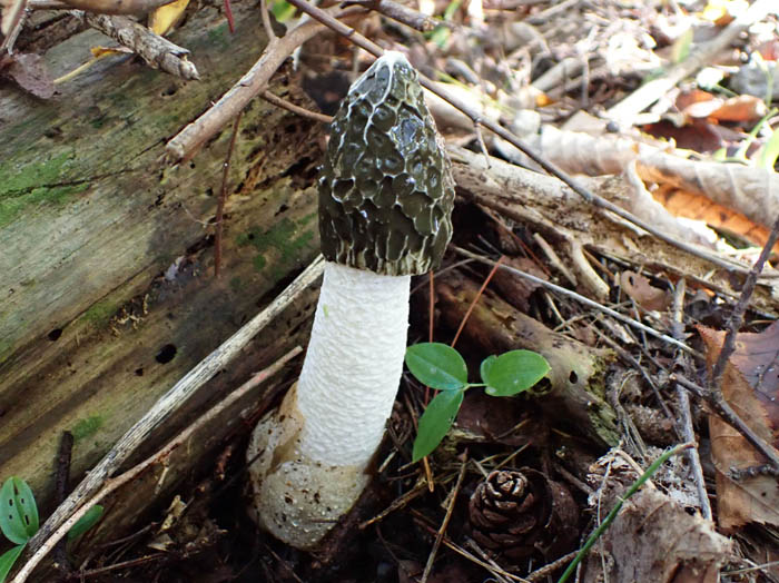 photoスッポンタケ