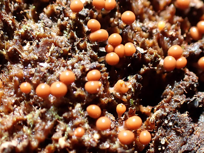 photo変形菌ヌカホコリ