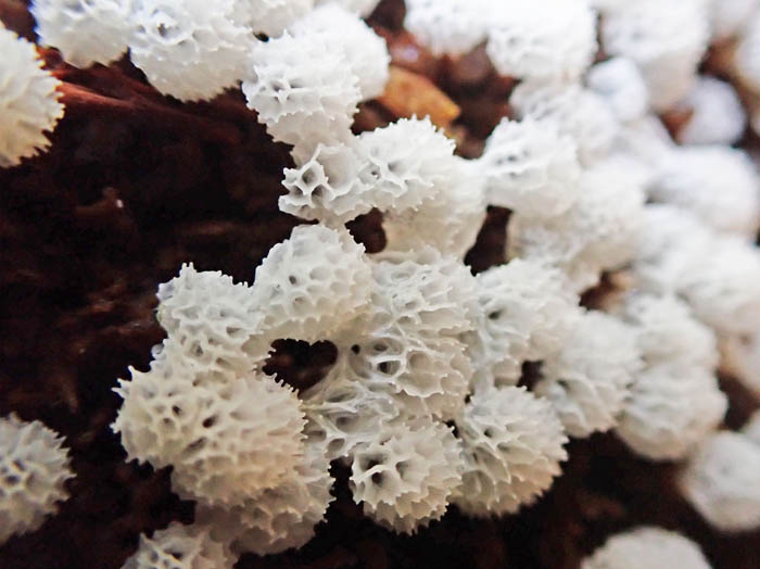 photo7粘菌タマツノホコリ