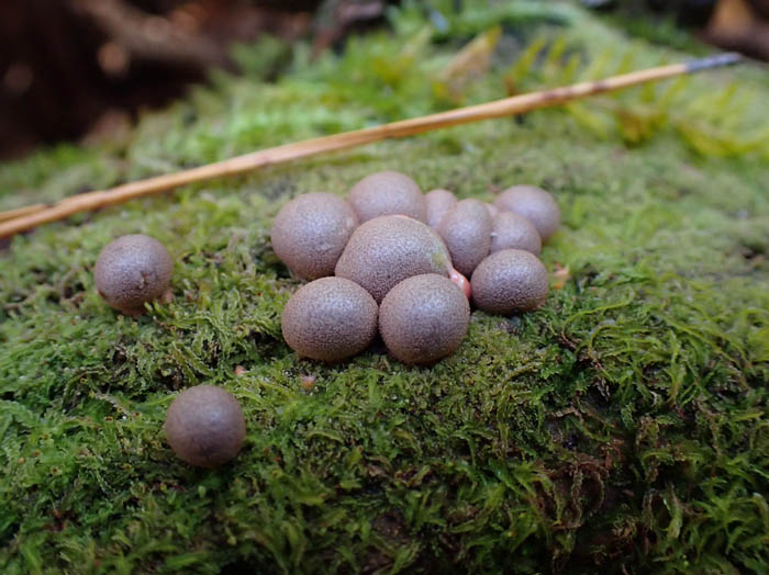 photo変形菌マメホコリ