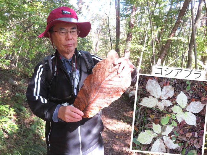 photo9大きなホオノキ落葉,コシアブラ葉