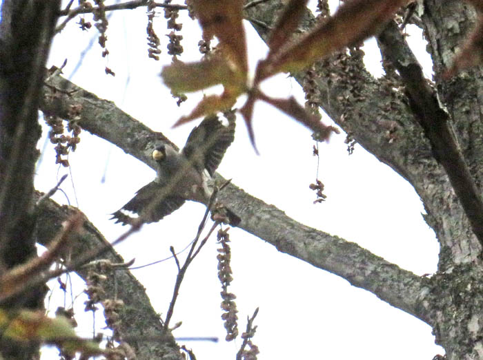 photo13イカル飛ぶ（ピンボケだけど）