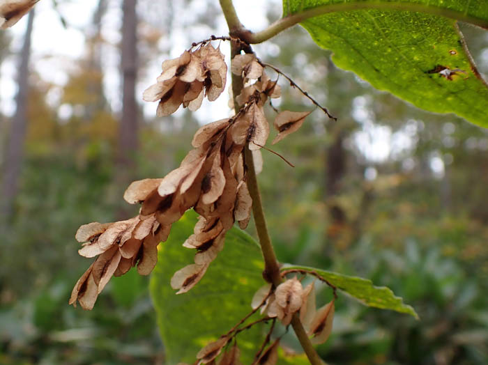 photoオオイタドリ