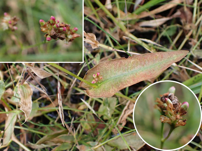 photoアキノウナギツカミ