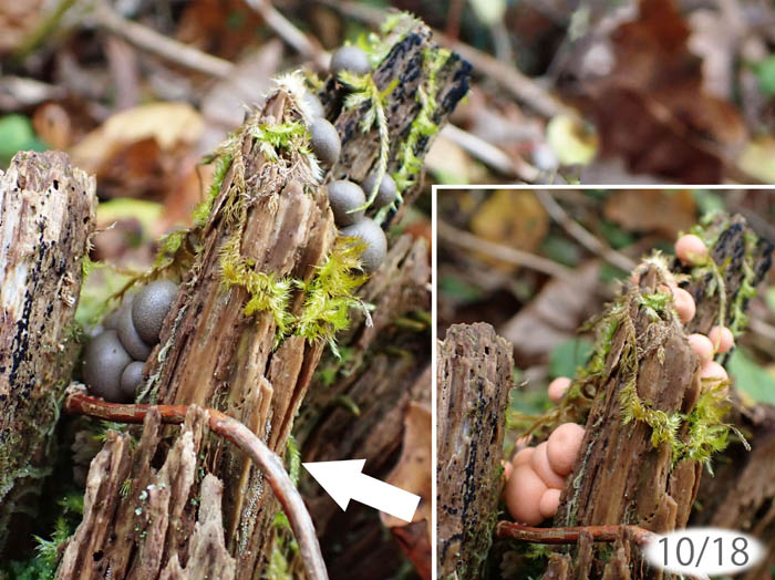 photo粘菌マメホコリの変化