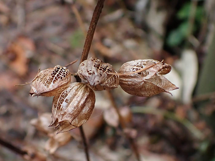 photoジャコウソウ