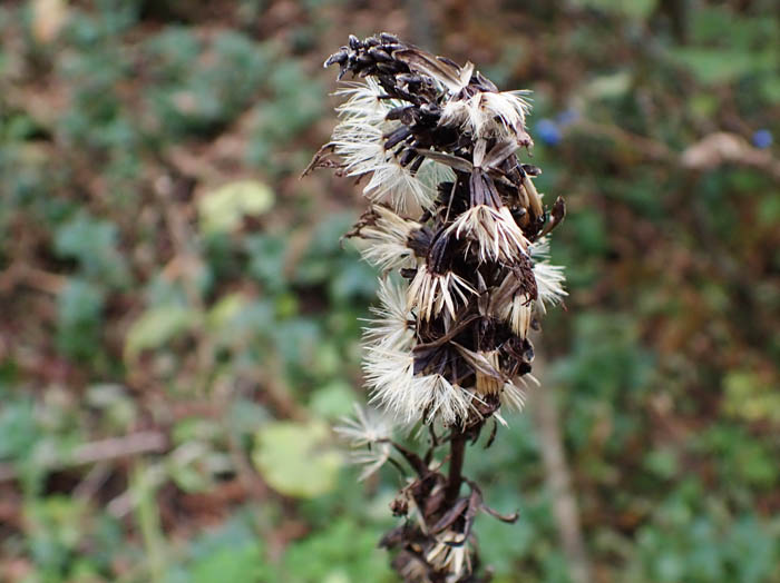 photoメタカラコウ
