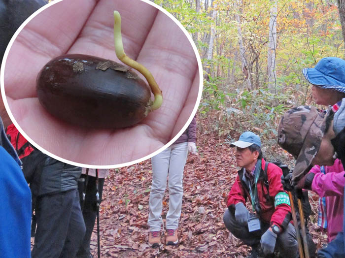 photo7どんぐりの発根