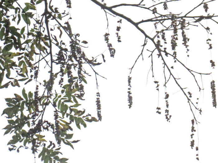 photoサワグルミ