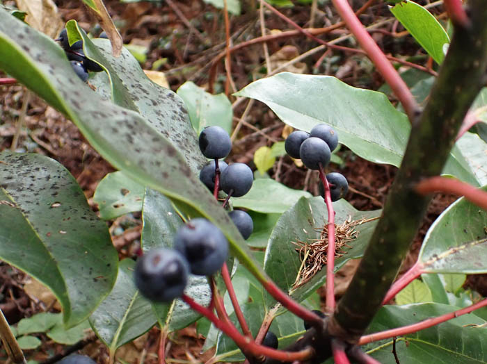 photoエゾユズリハ