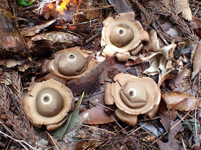 photo1エリマキツチグリ