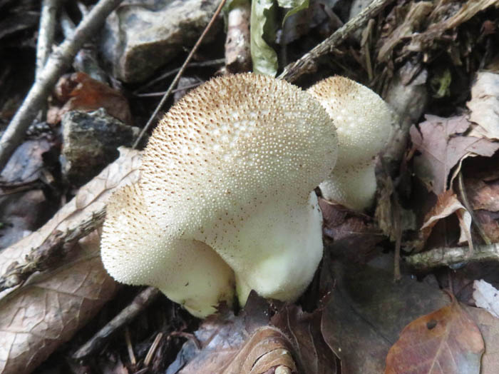 photoホコリタケ