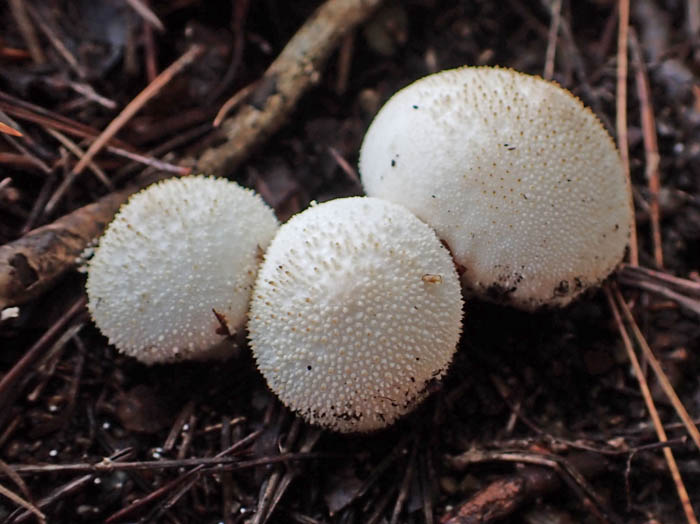 photoホコリタケ