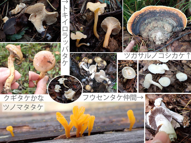 photo13名前の分からないキノコたち
