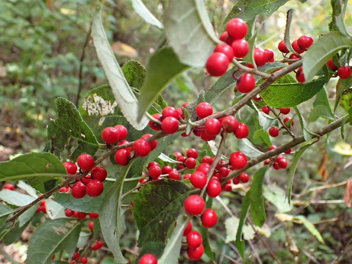 photo2ミヤマウメモドキ実