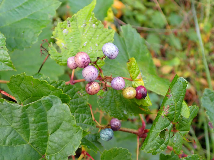 photoノブドウ