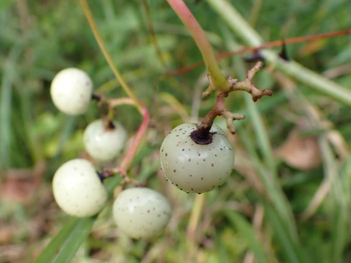 photoノブドウ