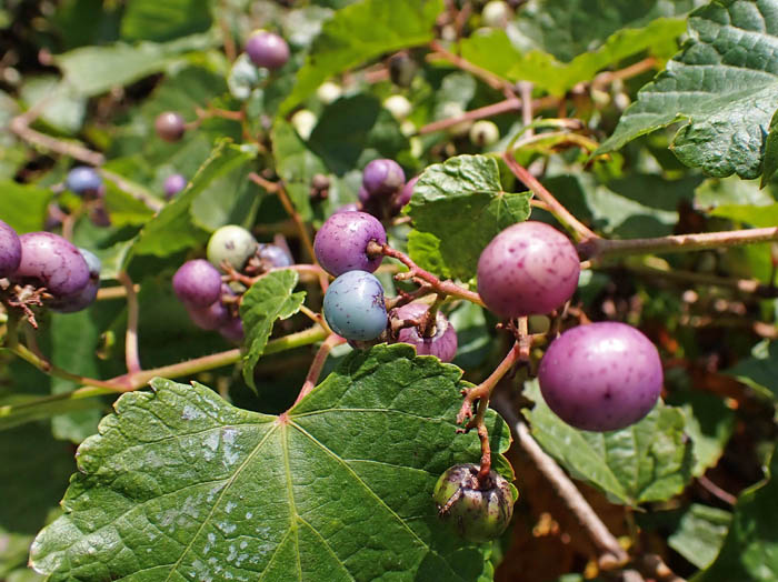 photoノブドウ