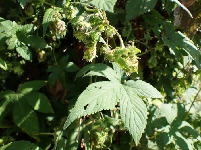 photoカナムグラ