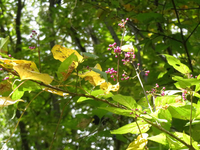photoムラサキシキブ