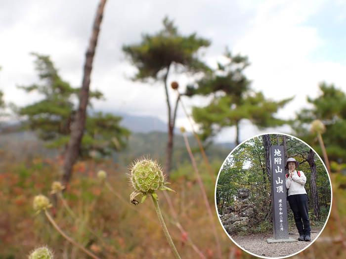 photo9マツムシソウの実が揺れる地附山山頂