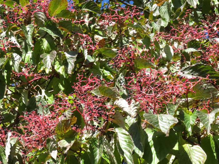 photoクマノミズキ