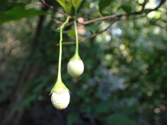 photo12エゴノキ