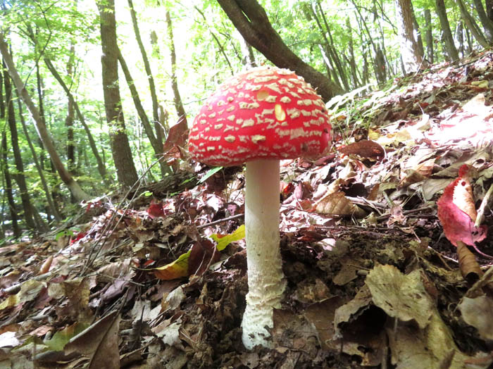 photo13ベニテングタケ