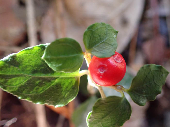 photo14ツルアリドオシ