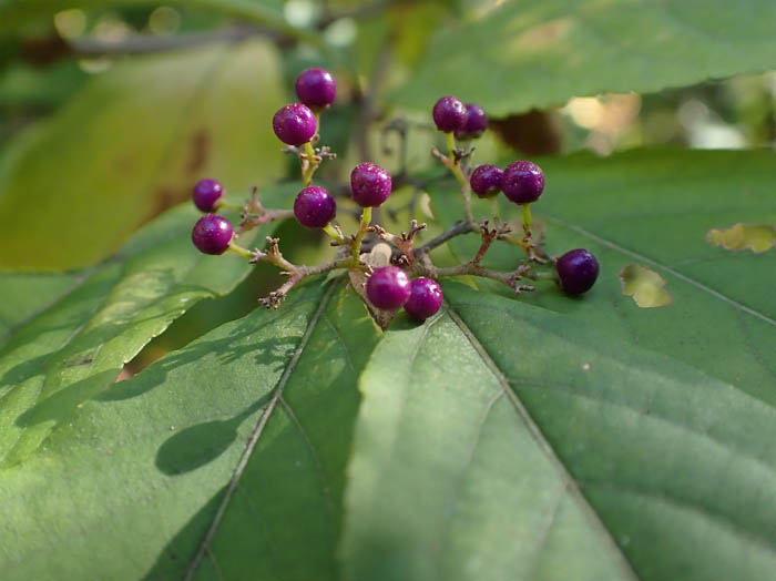 photo15ムラサキシキブ