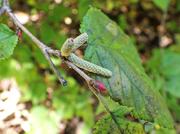 photo16ツノハシバミ花芽