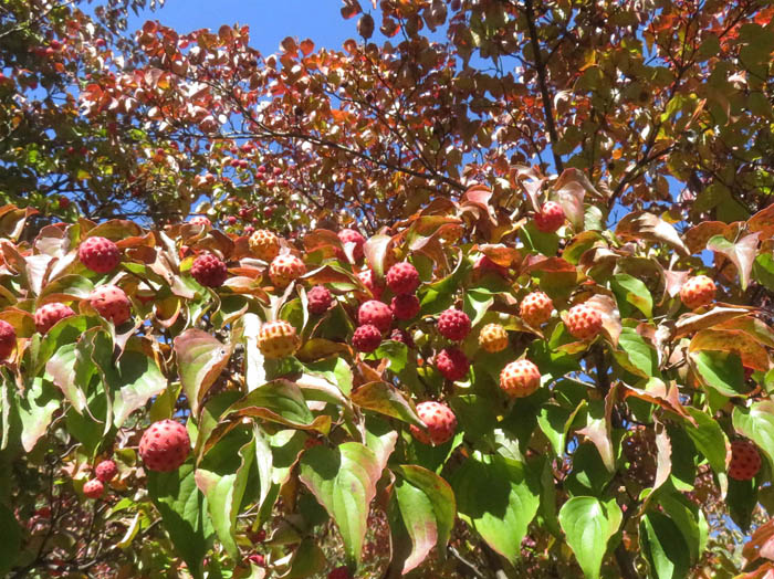 photoヤマボウシ