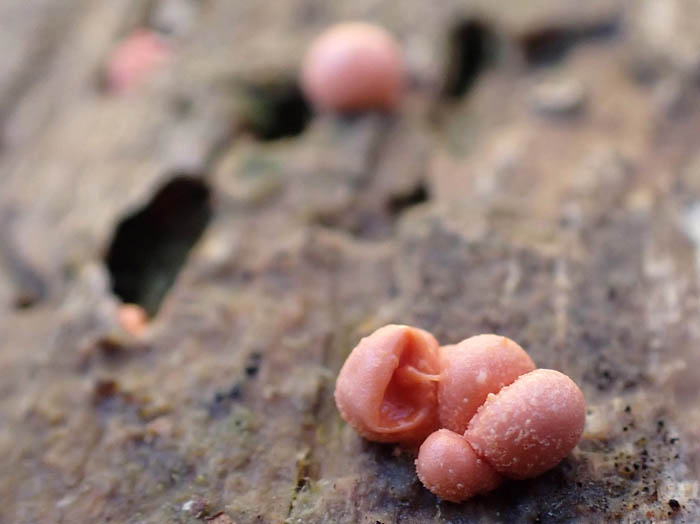 photoマメホコリ