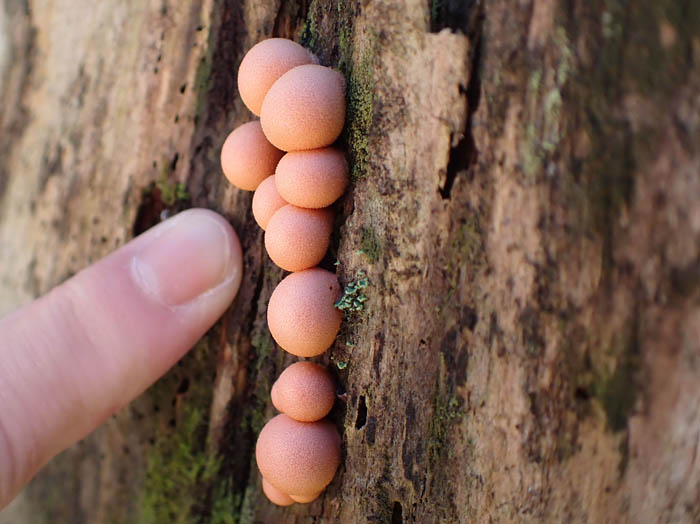 photoマメホコリ